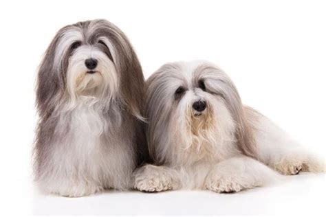 Havanese Maltese | Havanese puppies, Havanese dogs, Havanese