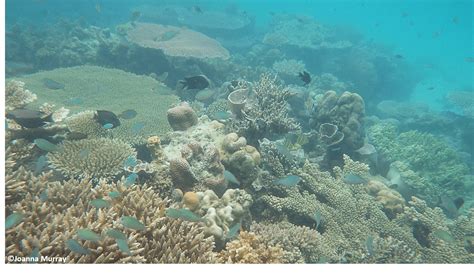 Trade in live coral: how we are developing tools to improve tracking of the most traded marine ...