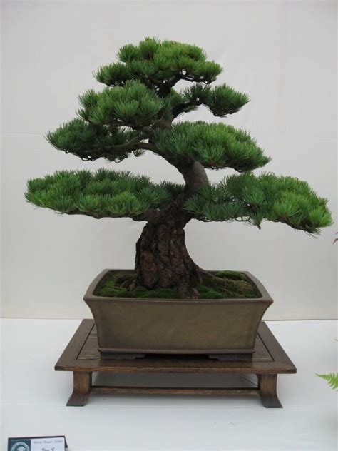 Pine Bonsai Tree Care Guide | Bonsai Tree Gardener