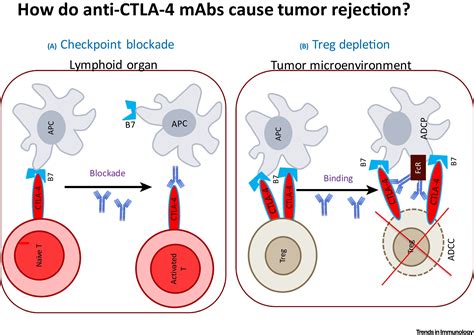 How Does an Anti-CTLA-4 Antibody Promote Cancer Immunity?: Trends in Immunology