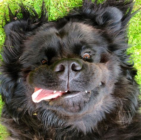 Harley my big beautiful Newfoundland! | Cute dogs, Newfoundland dog ...