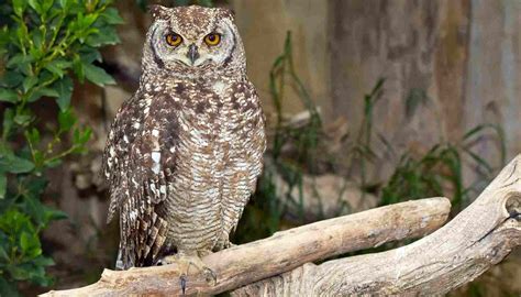 Fun Spotted Eagle-owl Facts For Kids | Kidadl