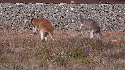 Hundreds of Kangaroo's jumping and many Emu's, Outback Australia, Red Dirt roads - YouTube