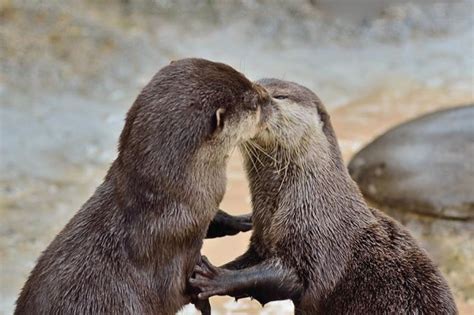 Pin by Heidi Sanfilippo on Otterly Amazing | Cute animals, Baby otters, Otters cute