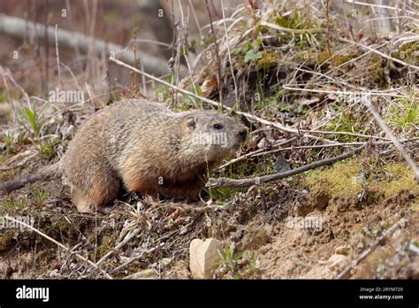 Groundhogs habitat hi-res stock photography and images - Alamy