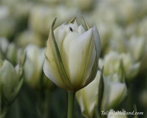 Tulip colors - Tulips in Holland