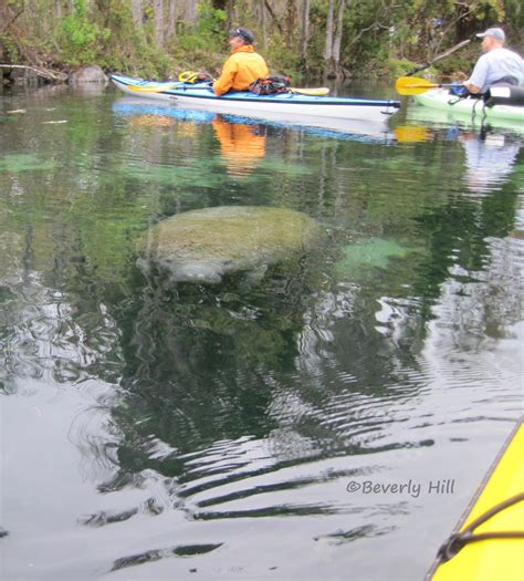 Kayaking With Manatees at 3 Sisters Springs in Crystal River ...