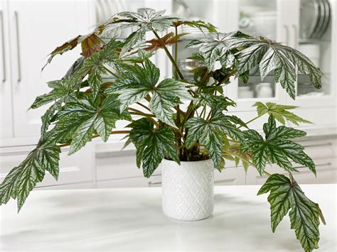 Begonia Gryphon | Care Difficulty - Easy | AmieSue.com