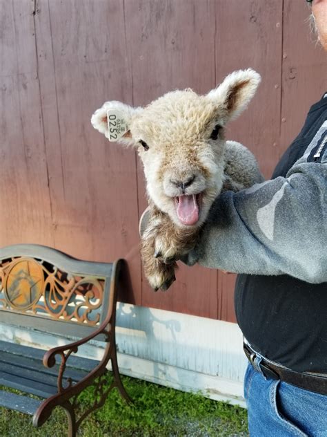 Miniature Babydoll Southdown Sheep For Sale - Tanglewood Farm Miniatures