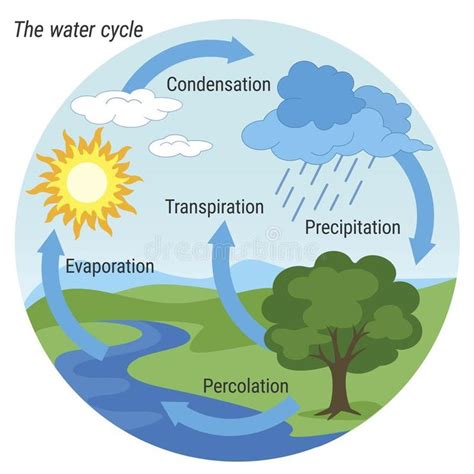 IMAGE OF THE WATER CYCLE - Yahoo Search Results Yahoo Image Search ...