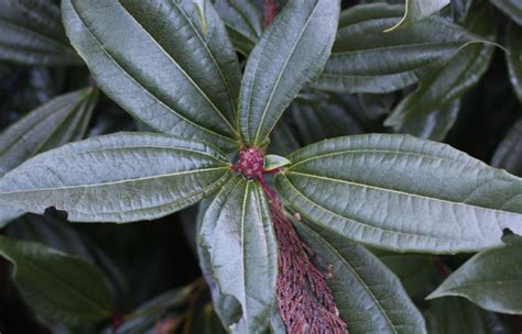 December in the Garden 2021 - UBC Botanical Garden