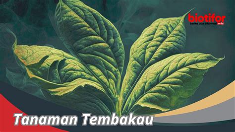 Tanaman Tembakau: Sejarah, Jenis Dan Dampaknya