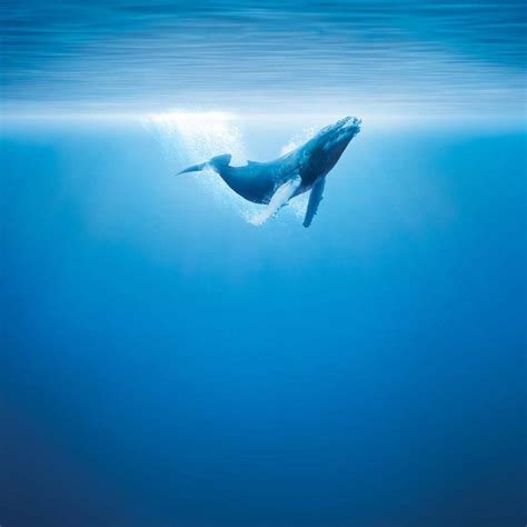 Blue Whale Wallpapers - Wallpaper Cave