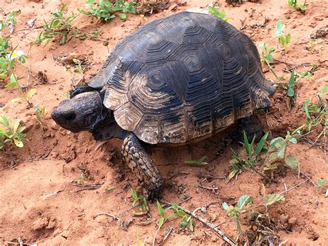 Texas Tortoise - El Mesteño Ranch and Arboretum