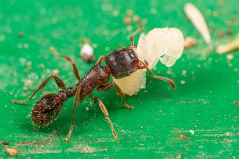 Ant & Pupae 2-1 | An ant carrying one of it's pupae. Photogr… | Flickr