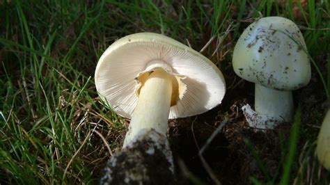 Do 'death cap' mushrooms grow in Canada? | CTV News