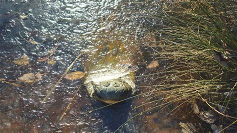 North Carolina weather freezes alligators in ice | wfmynews2.com