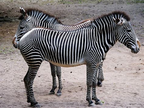 animal, zebra, stripes, black white, pattern, mane, animal world, wild, africa | Pikist