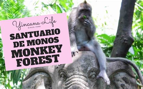 EL SANTUARIO DE MONOS DE BALI - MONKEY FOREST 2020 🥇