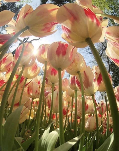 🔥I Love Tulips 🌷 : r/NatureIsFuckingLit