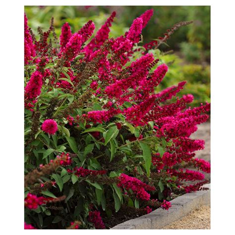 Buddleia 'Royal Red' 1pc - Cottage Hill U.S.D.A Hardiness Zone 5-9 | Flower garden, Bush plant ...