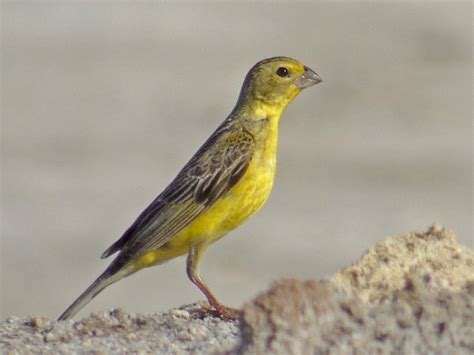 Grassland Yellow Finch - eBird | Yellow finch, Grassland, Bird species