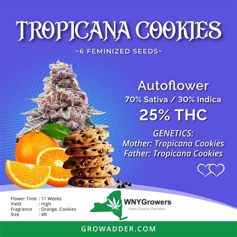 Tropicana Cookies Feminized Autoflower Seeds – Growadder