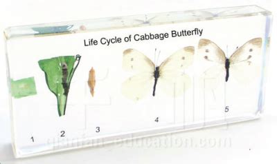 Life Cycle of Cabbage Butterfly | King Mariot Medical Equipment