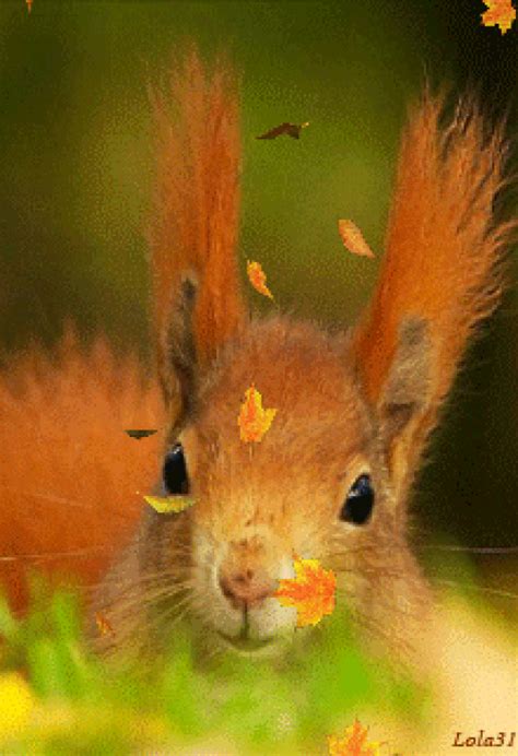 BEAUTIFUL "FALL" IS HERE!!! ️ Sweet Autumn☂ Animals And Pets, Baby Animals, Cute Animals, Gifs ...