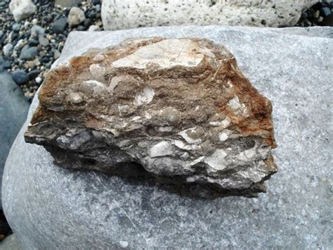 Bivalves – UK Fossil Collecting