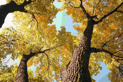 23 American Elm Tree Facts: Species, Height, Care And Much More! | Kidadl