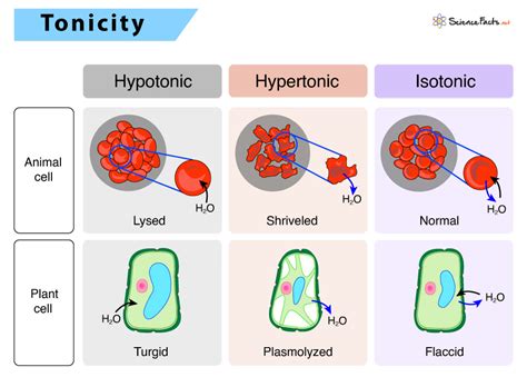 Isotonic Solution – Definition, Meaning, Examples & Diagram