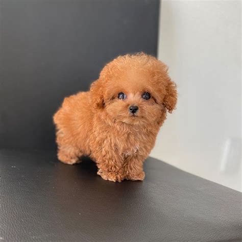 Available Teacup Poodle Puppies | La Verne Teacup Poodle Home