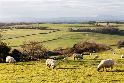 9 Facts about Irish Sheep - Hillwalk Tours Ireland - Sheep in Ireland