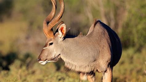 Spiral-horned Antelope | San Diego Zoo Animals & Plants