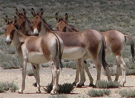 Kiang - Large Wild Donkey of Tibet - FactZoo.com