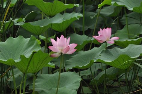 Images Gratuites : fleur, pétale, botanique, Lotus sacré, Plante aquatique, flore, feuille de ...