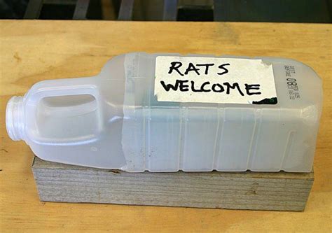 Rat Bait Station | Rat bait stations, Rats, Mouse trap diy