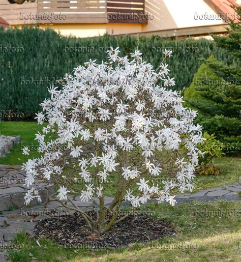 Bild Sternmagnolie (Magnolia stellata) - 558154 - Bilder von Pflanzen und Gärten - botanikfoto