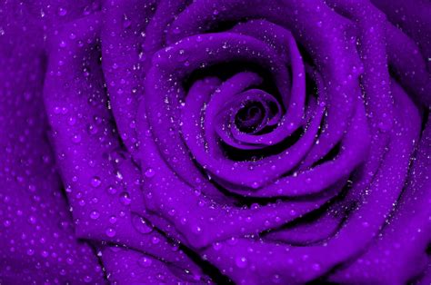 The Mystical Enchantment of Purple Roses | The Purple Galaxy™