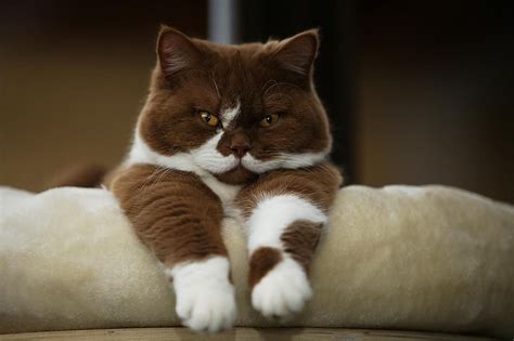 Brown/white British shorthair cat | Cute cats, Pretty cats, Cute animals