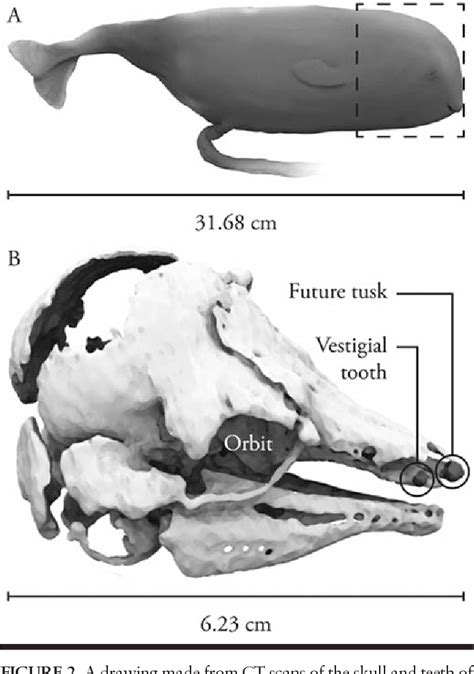 Narwhal Anatomy