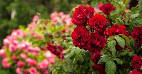 How To Grow Roses From Seeds? Find Out Here!