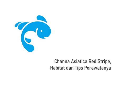 Channa Asiatica Red Stripe, Habitat dan Tips Perawatanya | Ikan Channa