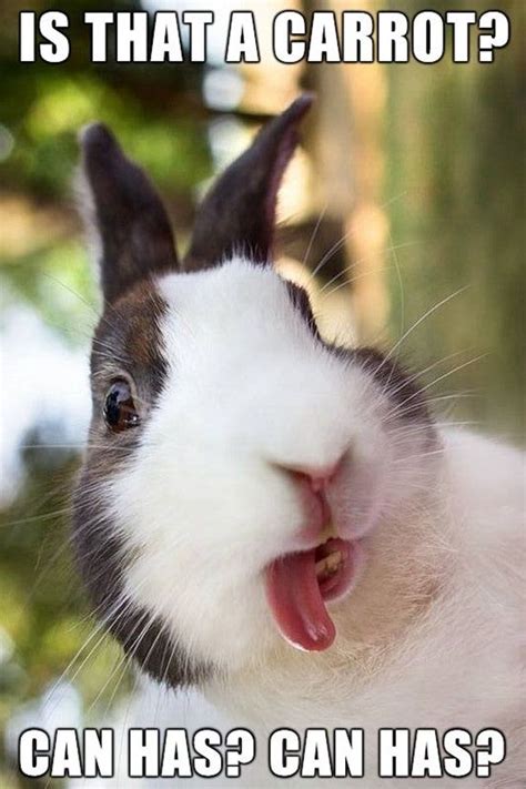 Adorable Rabbit Moments That Will Brighten Your Day