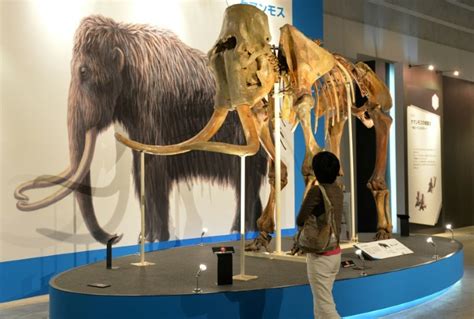 Mammoth DNA found in Cambodia market items