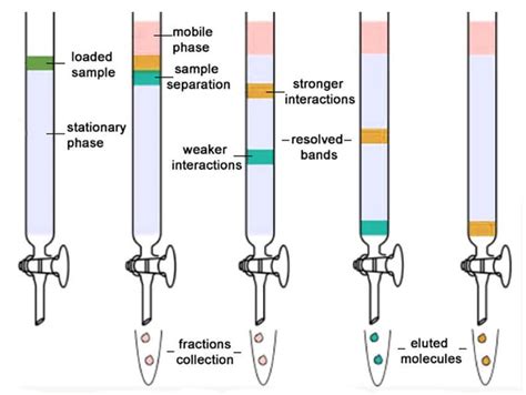 14 Types of Chromatography (Definition, Principle, Steps, Uses)