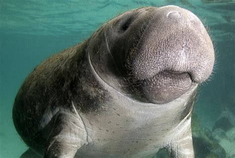 White Wolf : Manatee Calf 'Pilgrim' Rescued In Florida Keys After Boat Injury (VIDEO, PHOTOS)