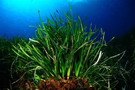 Posidonia oceanica - Alchetron, The Free Social Encyclopedia