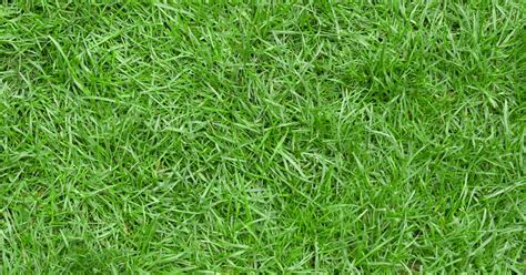 The Different Types of Zoysia Grass - Best Manual Lawn Aerator